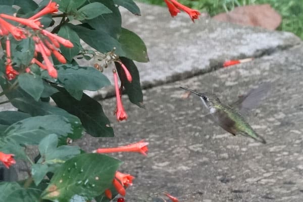 a hummingbird visits fuchsia flowers
