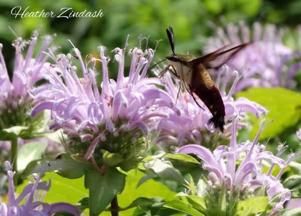 hummingbird moth on lavender flowers