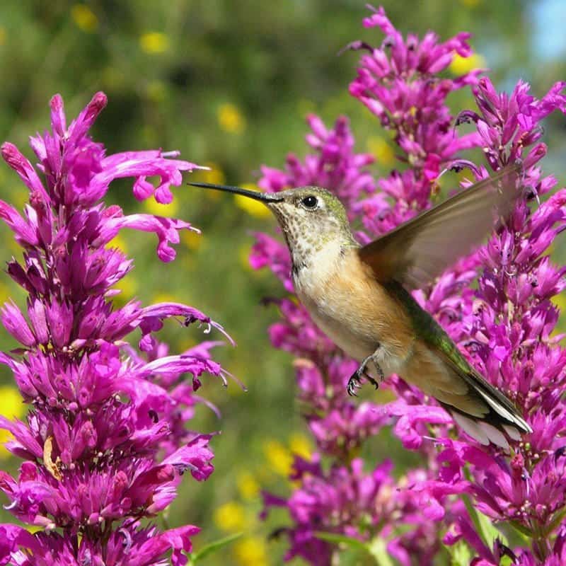 a hummingbird feeds on nectar from Agastache cana 'Rosita' flowers.