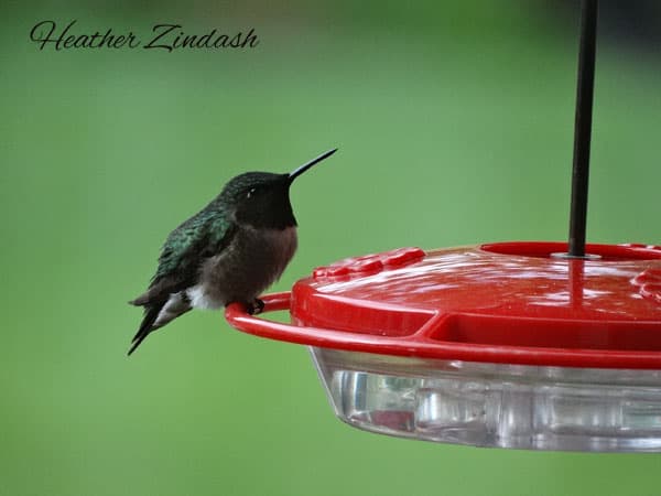 a hummingbird perched on a feeder