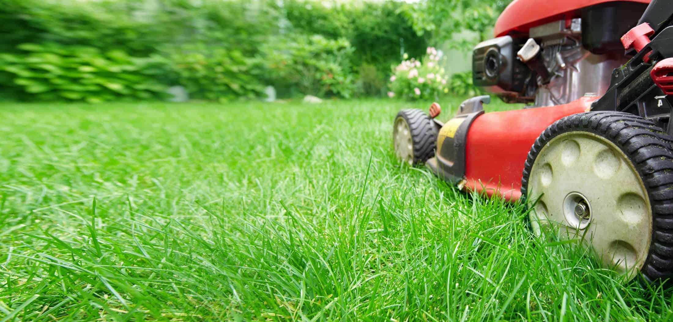 5 Lawn Care Tips for Greener Grass | Home, Garden and Homestead