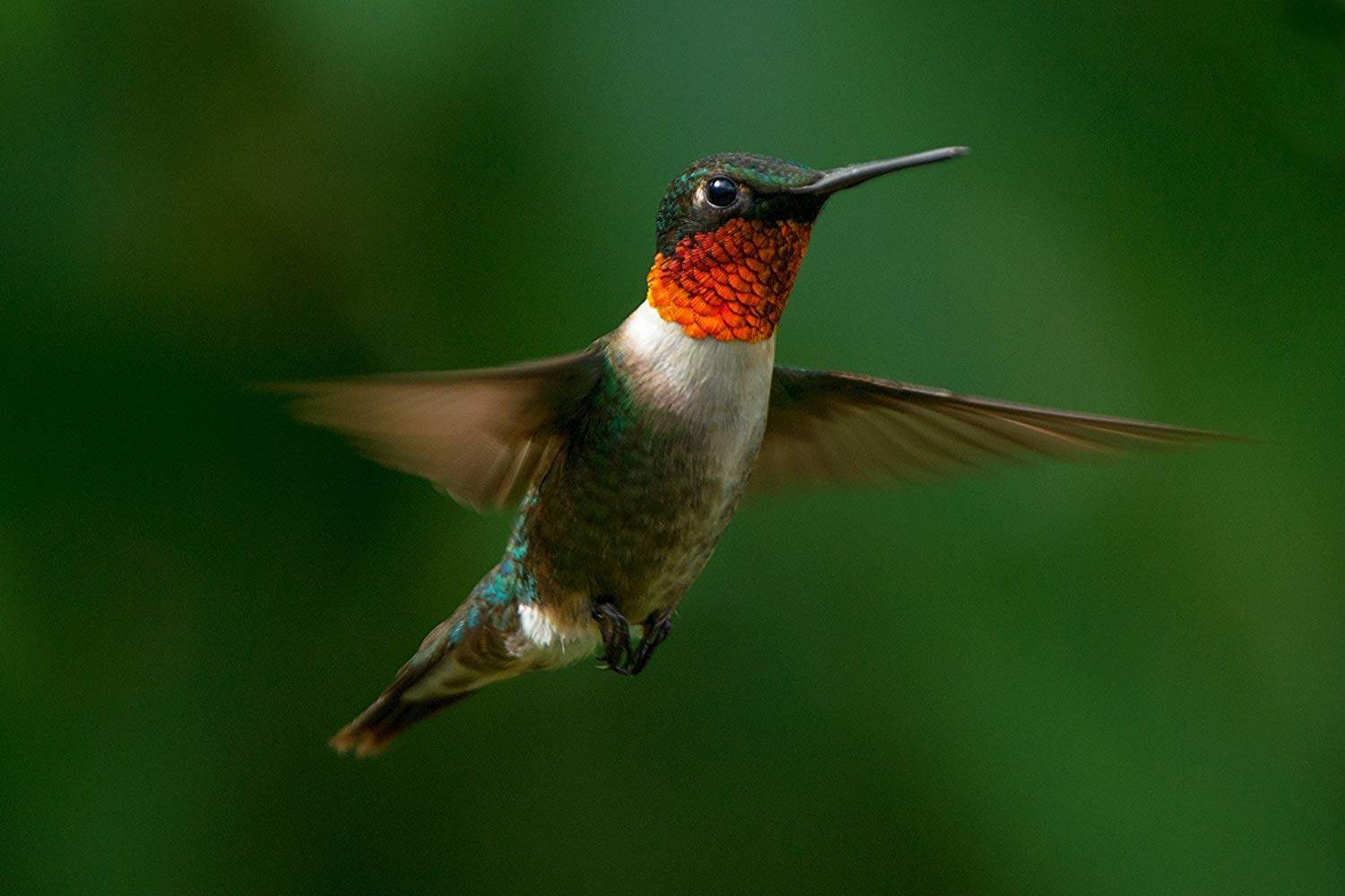 a male ruby-throated hummingbird in flight