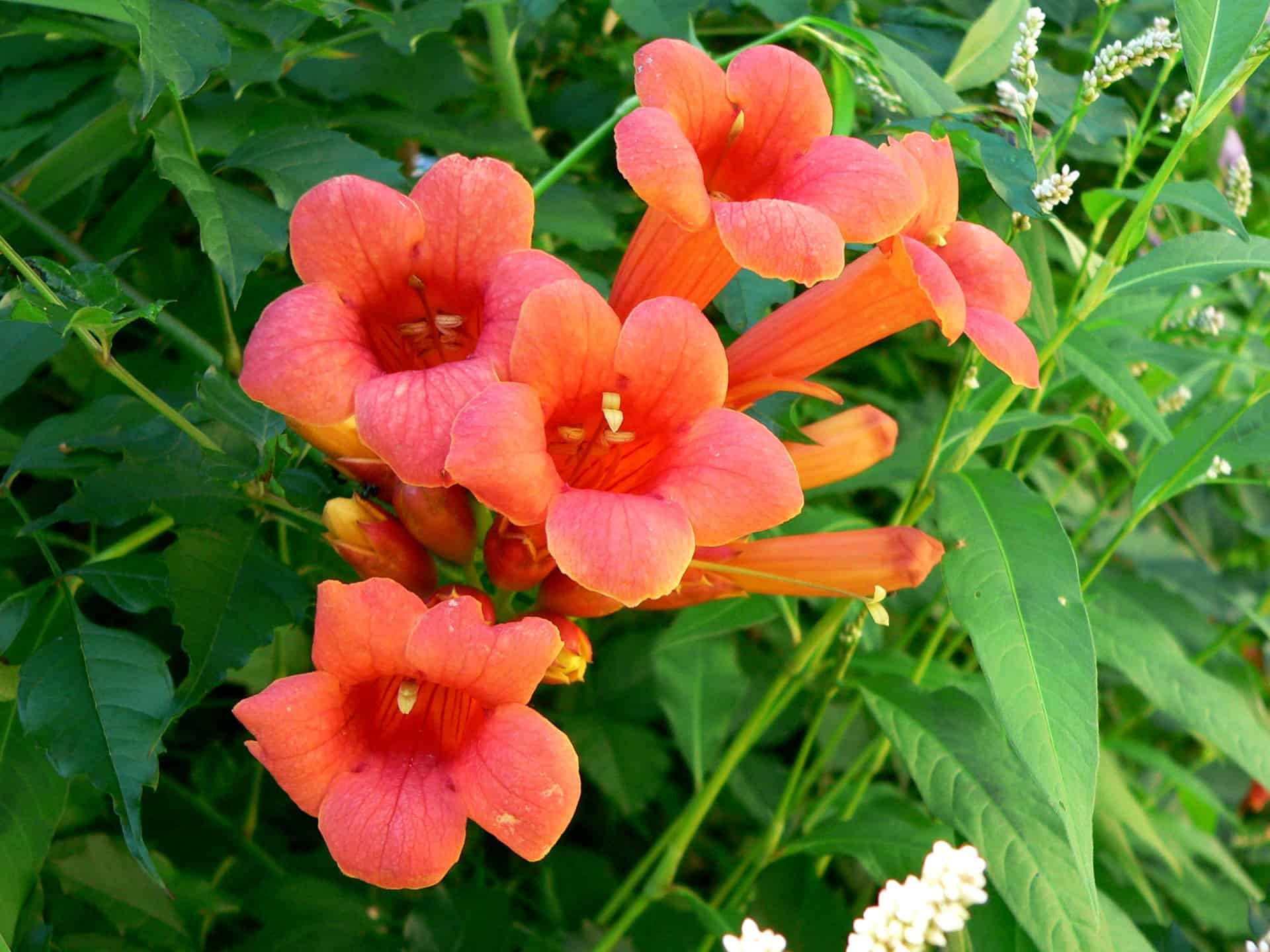 orange trumpet vine flowers