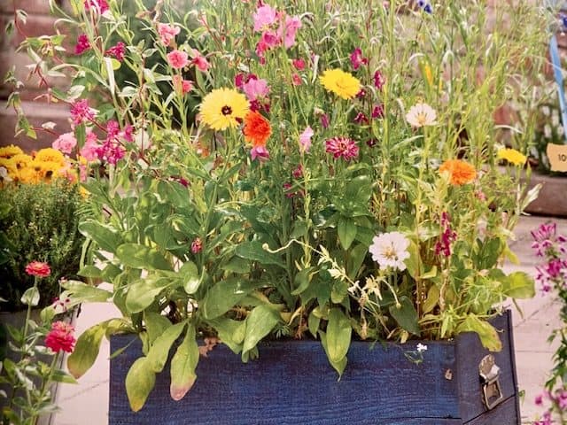 a mini wildflower garden in a planter box container
