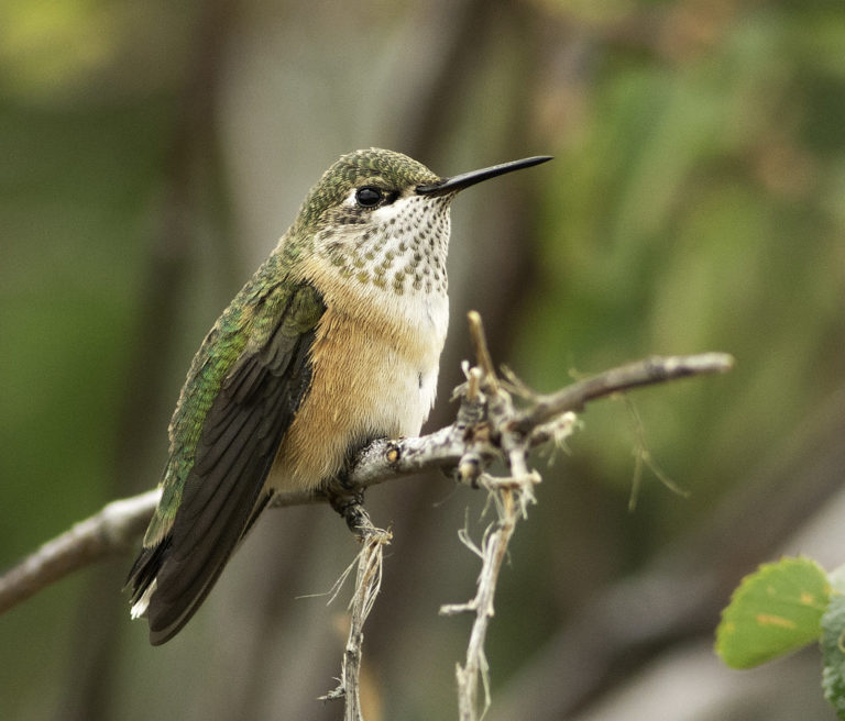 A Guide to American Hummingbirds - Home, Garden and Homestead