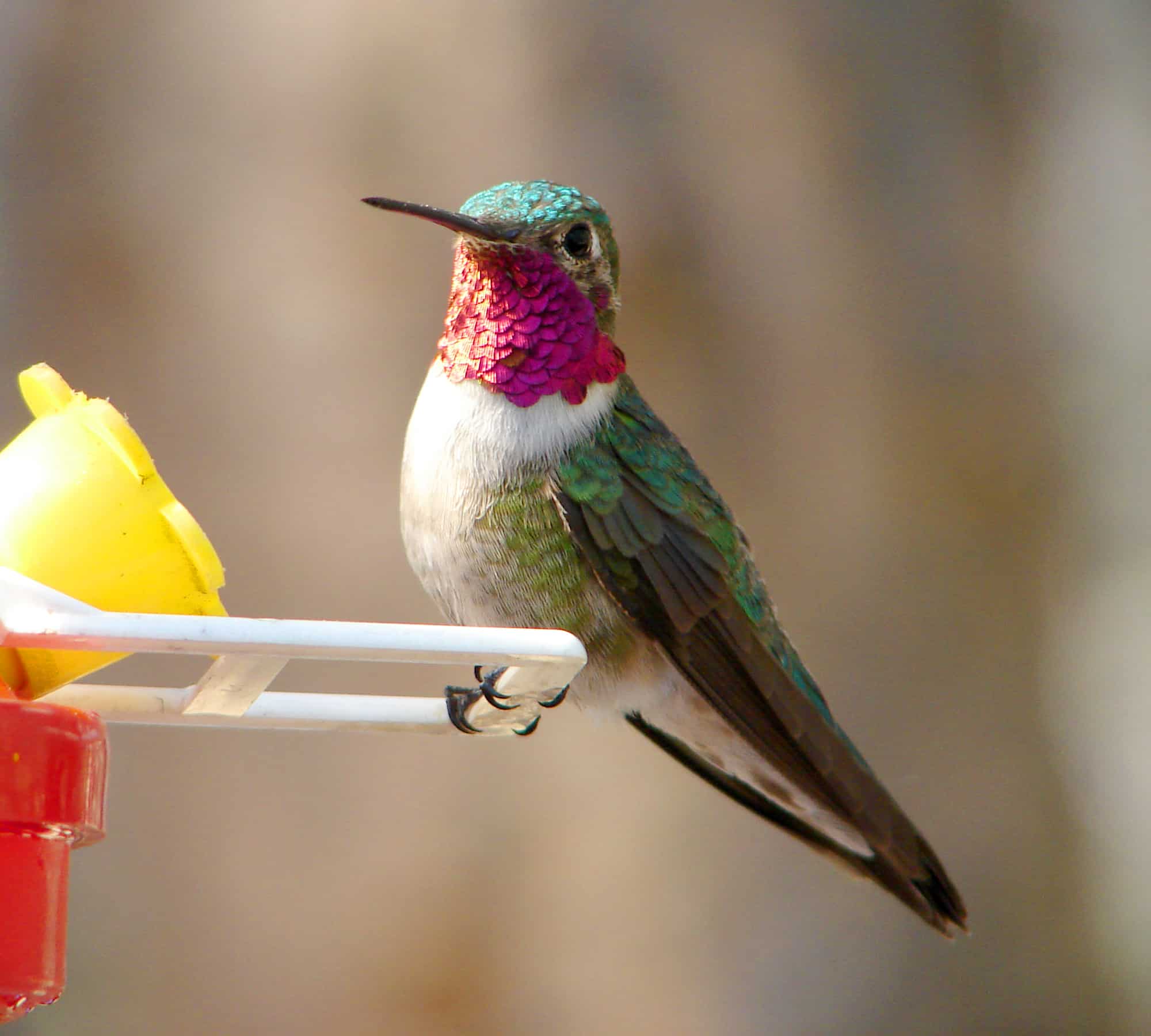 American hummingbirds include the Broad-Tailed Hummingbird, Selasphorus platycercus (male)