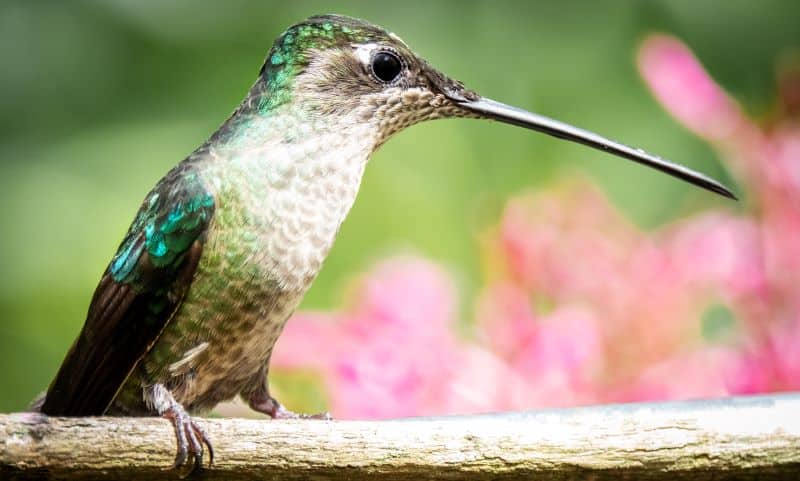 Magnificent (Rivoli’s) Hummingbird, Eugenes fulgens (female)
