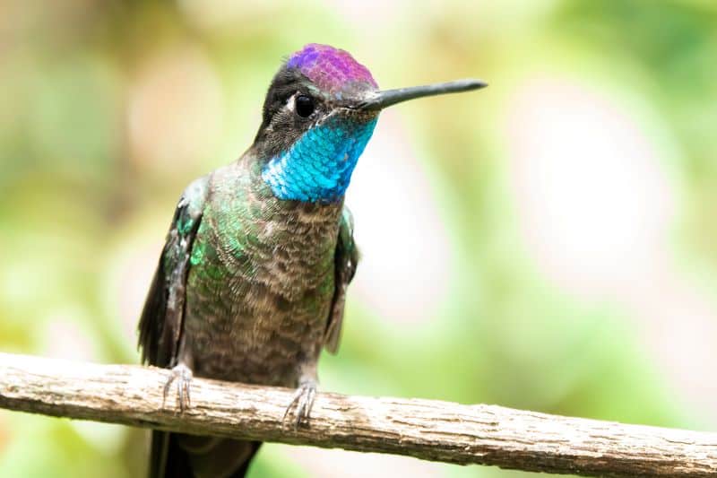 Magnificent (Rivoli’s) Hummingbird, Eugenes fulgens (male)