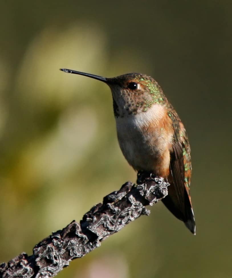 Rufous hummingbird Selasphorus rufus perched on a branch