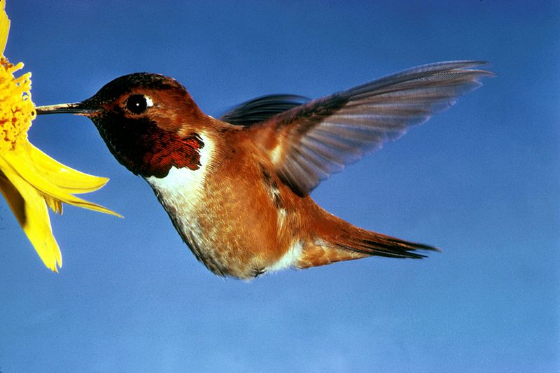 Rufous is a popular type of American humminbird