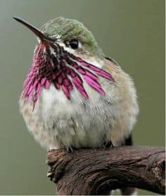 stellula calliope male hummingbird
