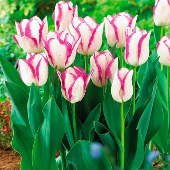 planting fall bulbs should include beautiful Affaire Tulips