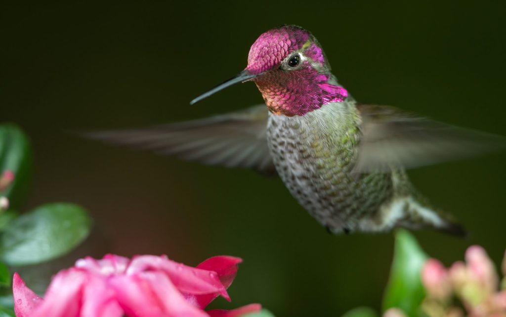 A Guide to American Hummingbirds - Home, Garden and Homestead