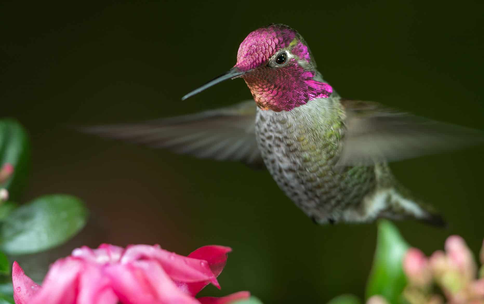 American hummingbirds include this male Anna's Hummingbird
