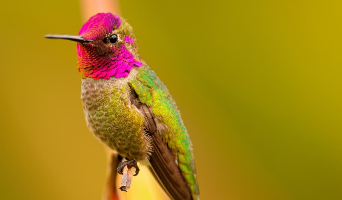 Anna’s Hummingbird, Calypte anna (male)