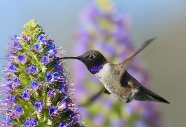 Black-Chinned Hummingbird, Archilochus alexandri (male) are American hummingbirds