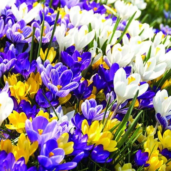 colorful crocus mix for planting fall bulbs