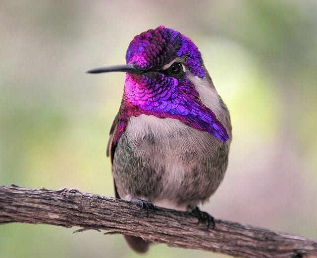 Costa’s Hummingbird, Calypte costae male
