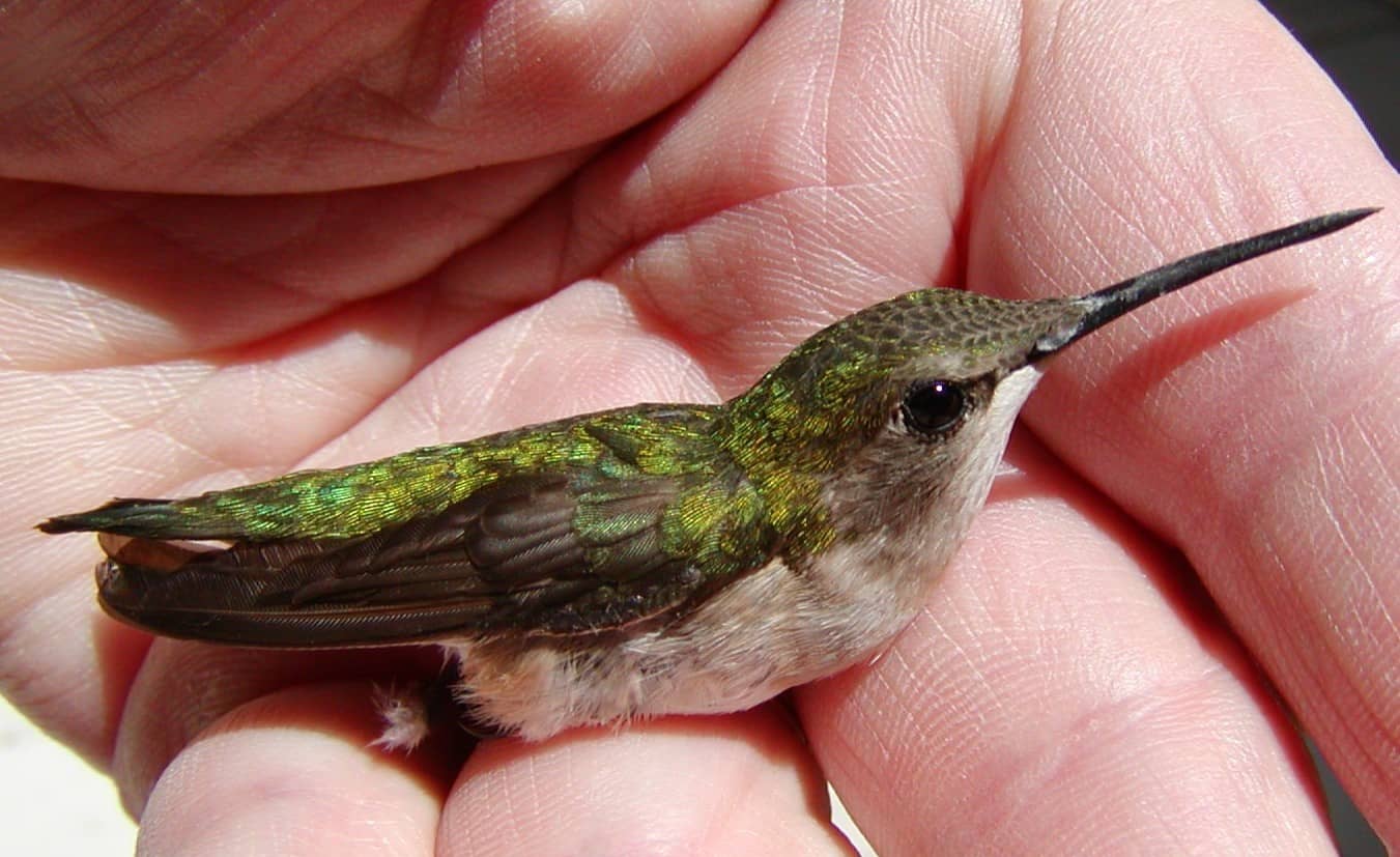 Ruby-Throated Hummingbird, Archilochus colubris (female)