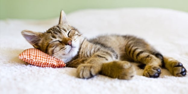 a happy cat taking a nap