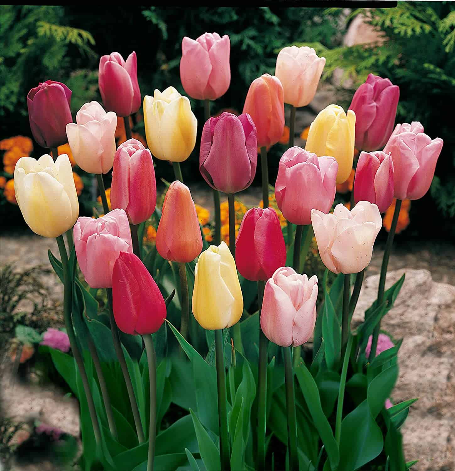 mixed Triumph Tulips bloom in a wide range of colors including red, yellow, and pink.