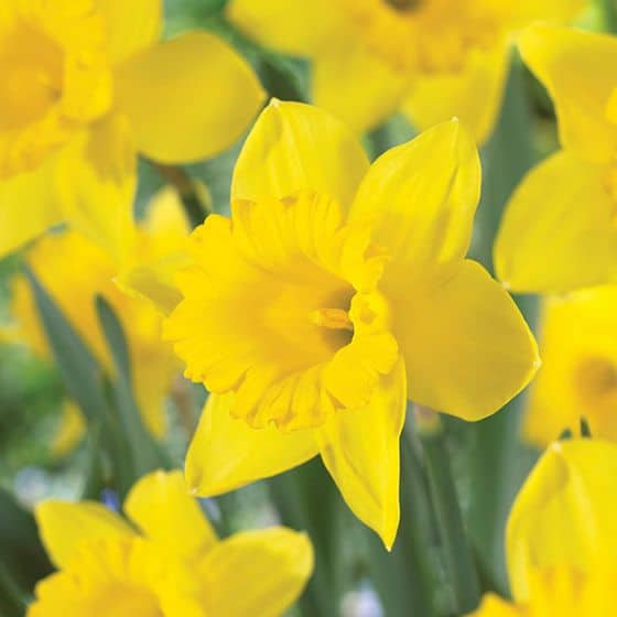 Narcissus Dutch Master is a new variety of yellow daffodil