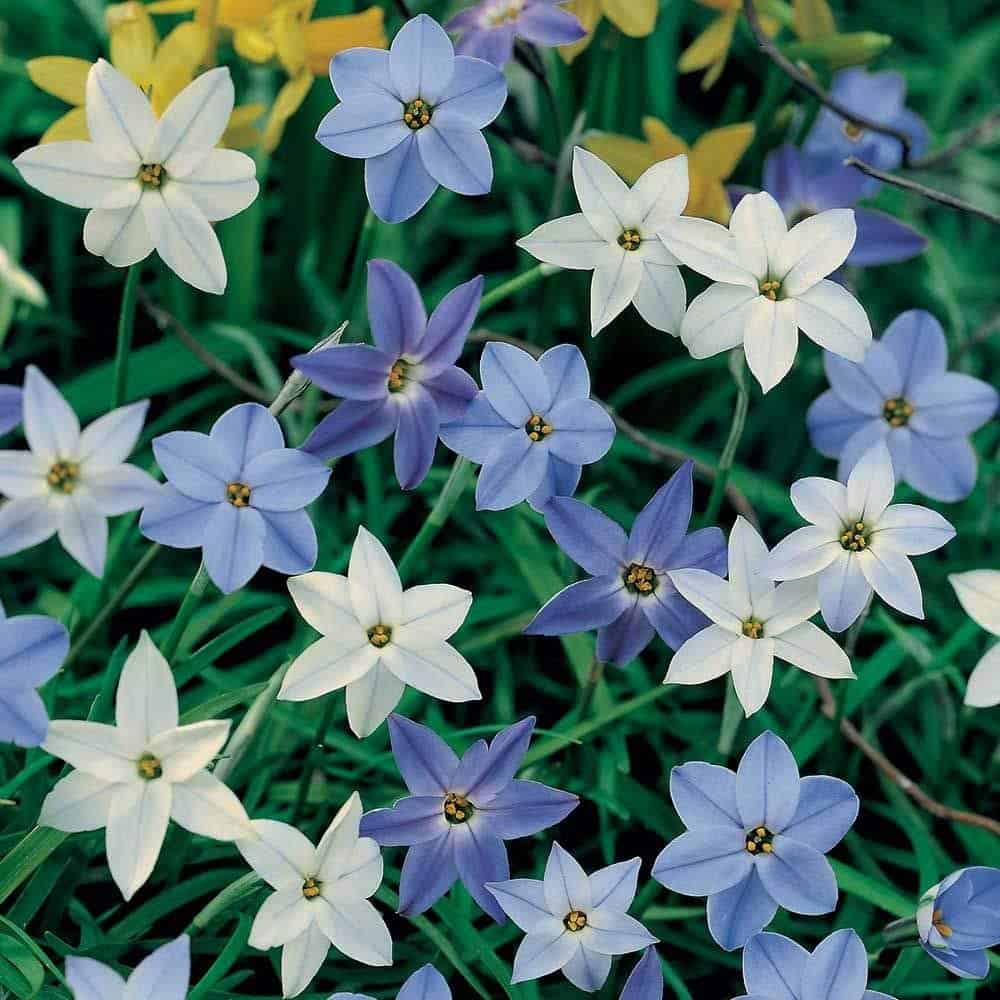 Ipheion, more commonly known as Starflower, blooms in spring from bulbs planted in the fall.