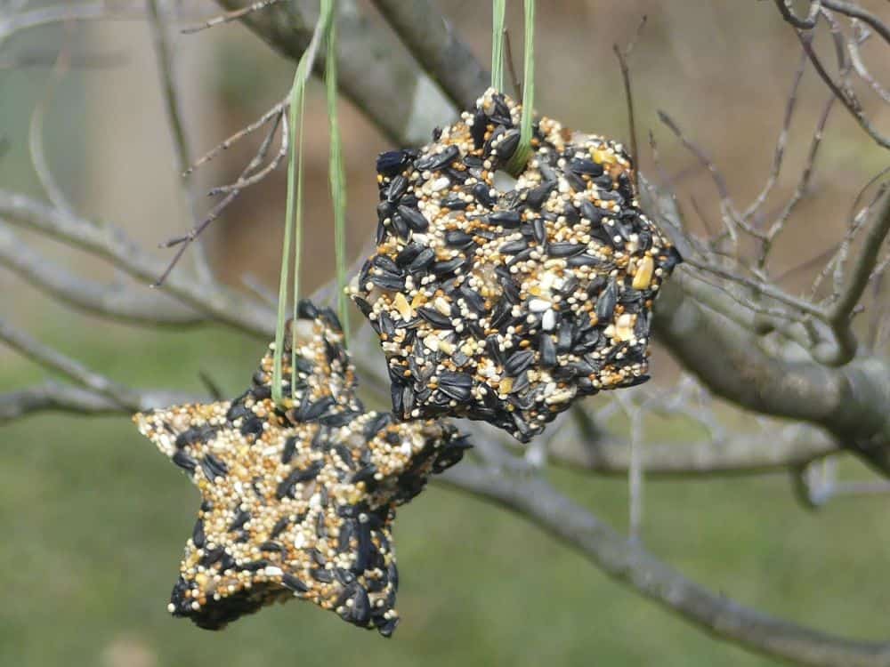 bird seed ornaments hanging in a tree