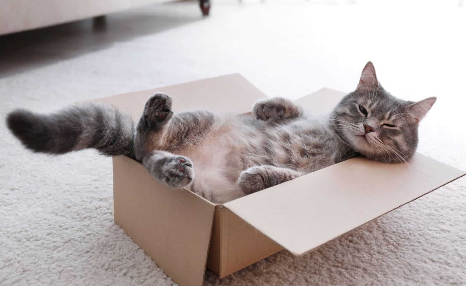 a happy cat lies in a box