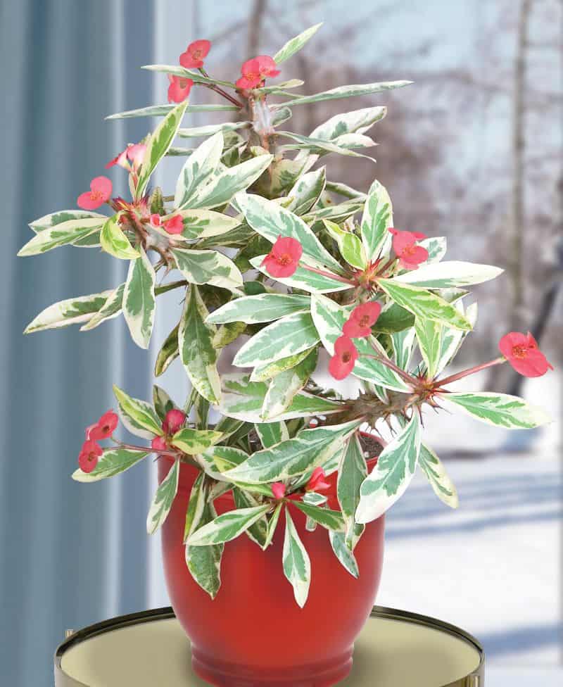 peppermint candy euphorbia indoor gift plant