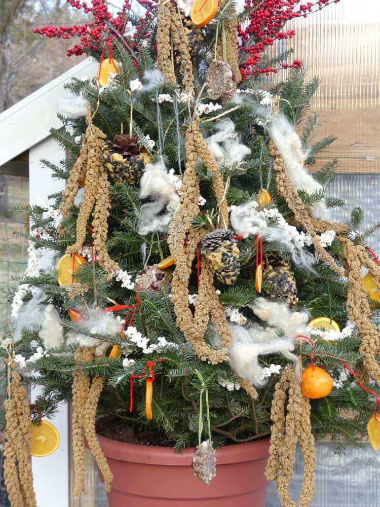 bird tree with ornaments, millet sprays and oranges