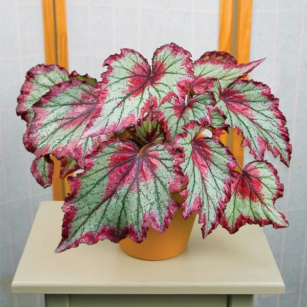 begonia ring of fire is a wonderful plant to use when you make your own terrarium