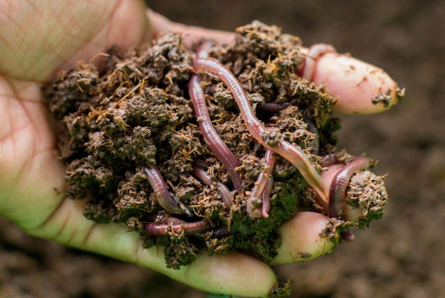 garden earthworms in the palm of a hand