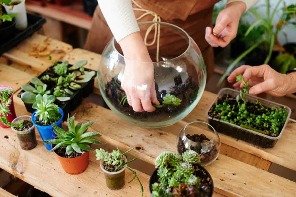 planting succulents in a glass bowl terrarium