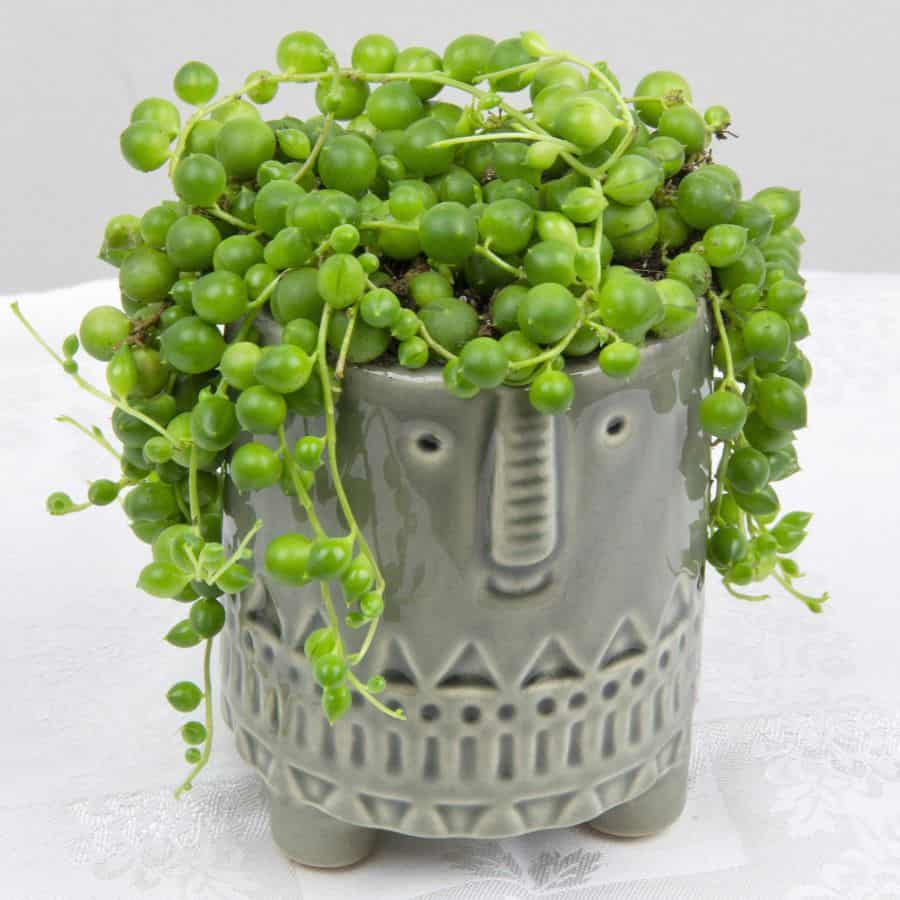 String of Pearls plant (Senecio rowleyanus) is an eye-catching choice for DIY terrariums.