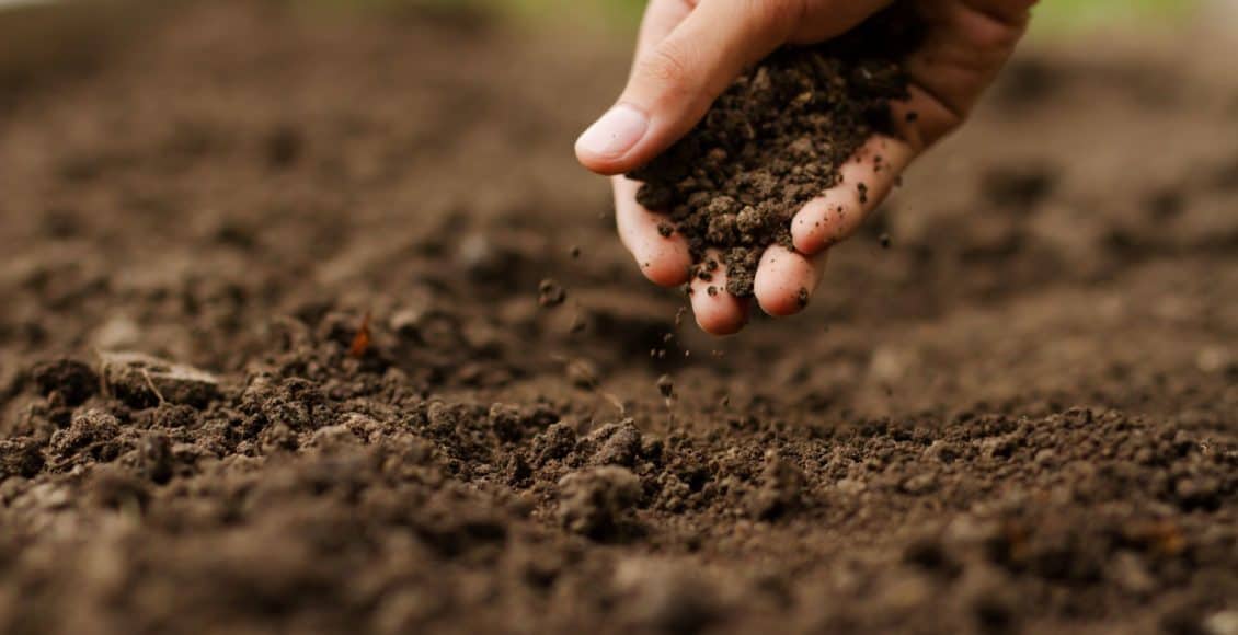 soil testing is the first step toward healthy plants