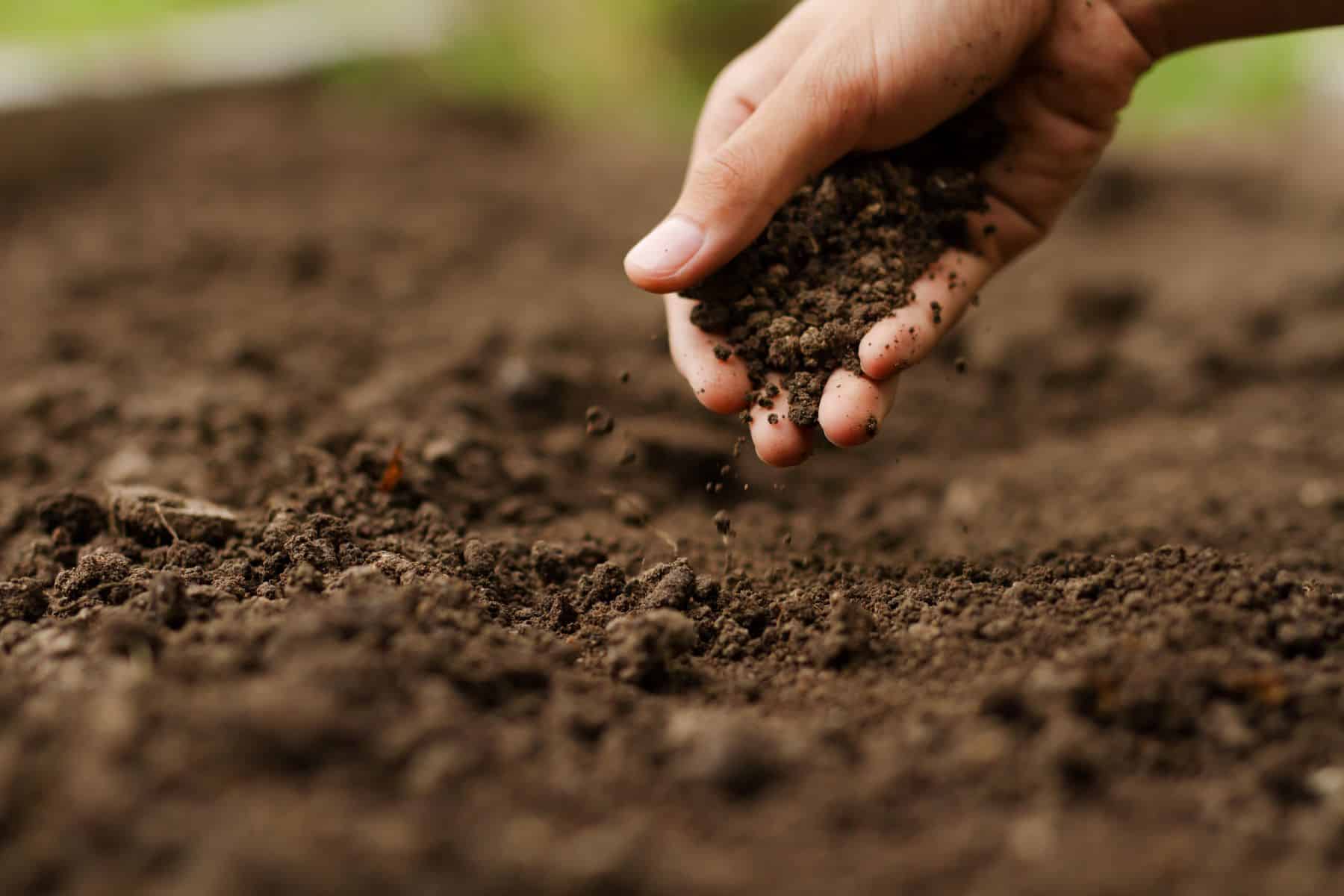 soil testing is the first step toward healthy plants