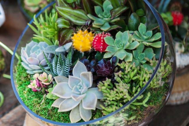 make your own terrarium with succulents planted in a glass bowl