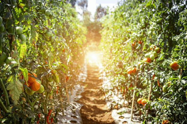 Tomatoes grow on tomato plants in a large farm garden.