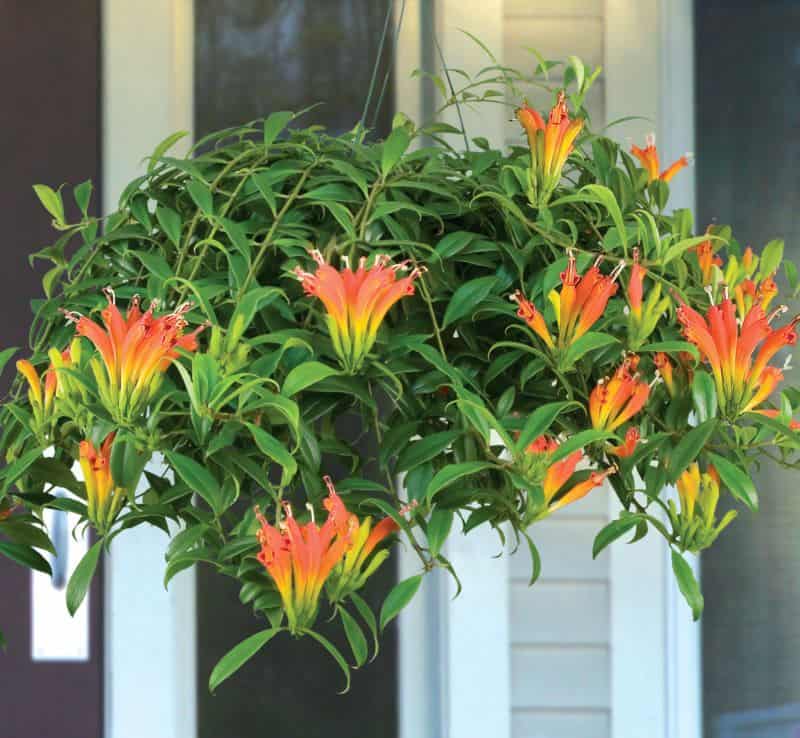 orange lipstick plant aeschynanthus x splendidus