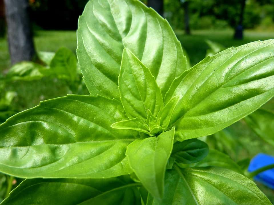 The beautiful green leaves of a basil plant