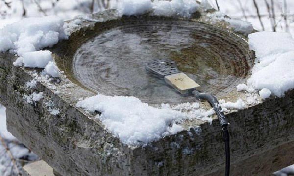 A birdbath heater keeps the water from freezing, so birds have access to fresh water