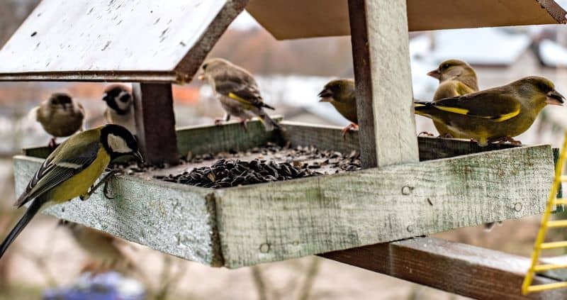 Winter bird feeding is a popular hobby and attracts many wild birds