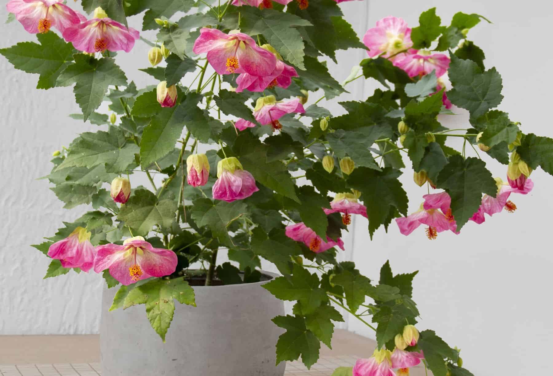 abutilon pink parasol is one of the best flowering houseplants