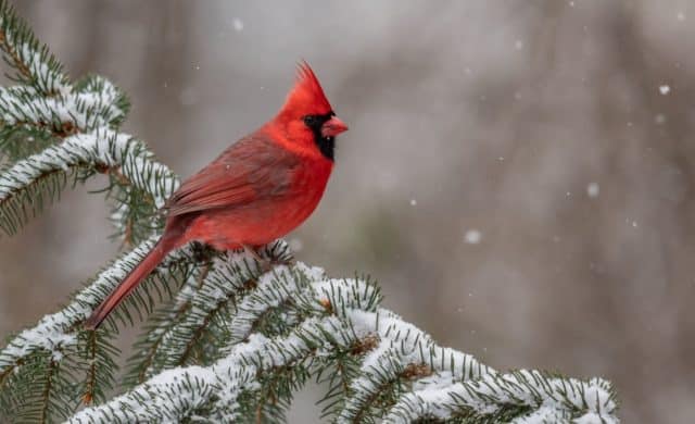 a male cardinal perches on a snowy pine branch in winter