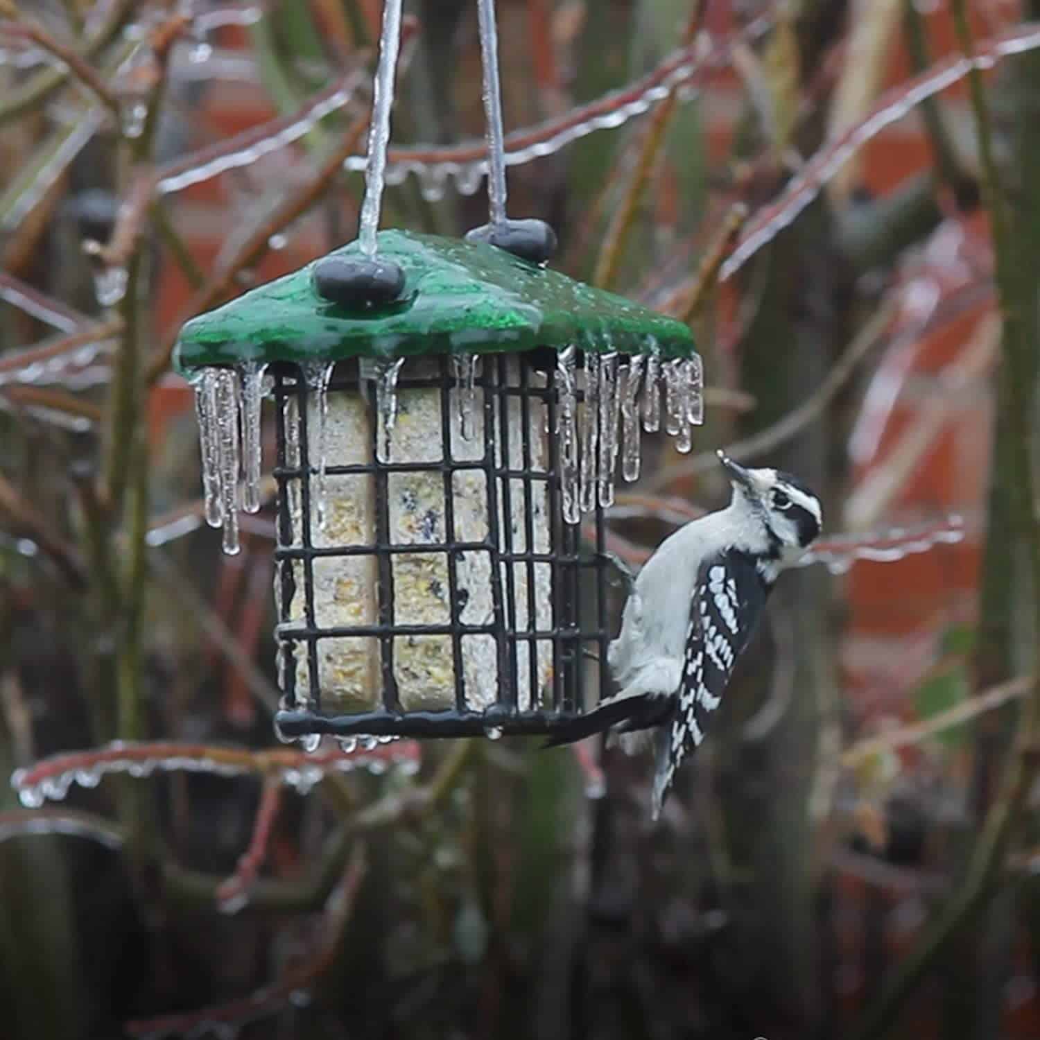 a bird on a suet feeder in winter
