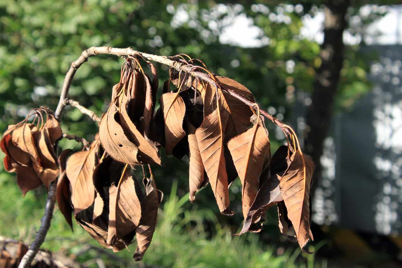 a dead plant with brown leaves
