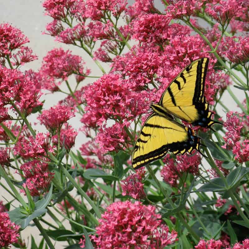 Jupiter's Beard (Centranthus ruber) is a delightful garden plant that attracts butterflies.