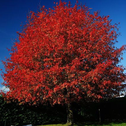 A Shumard Oak tree covered with red leaves in the fall