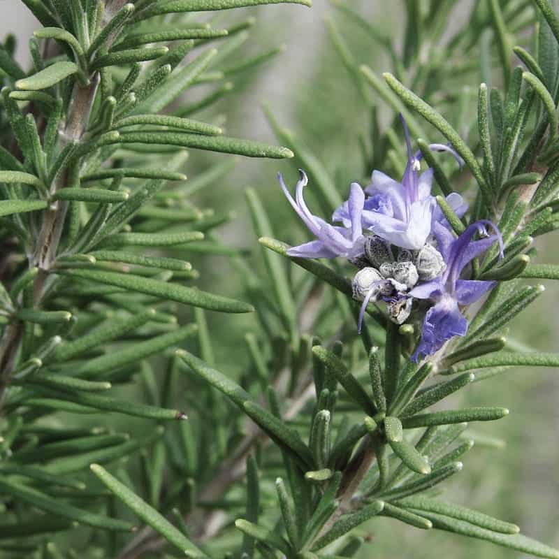 Hill's Hardy Rosemary is an upright plant that flowers is early- to mid-spring
